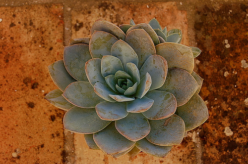 4192703340_619c87fc91.jpg