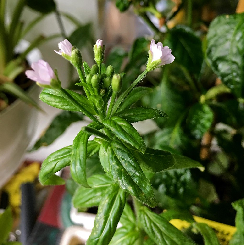 41971307144_1e073158cf_b.jpg