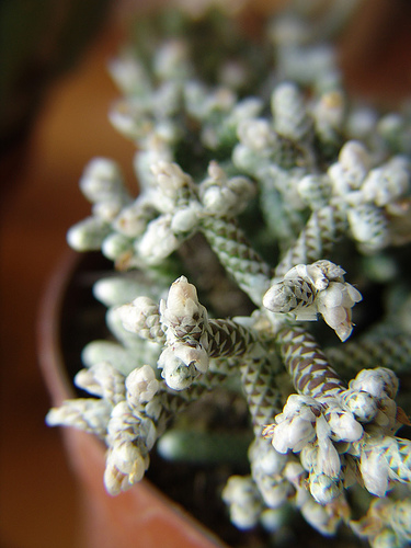 420113915_ae9dcad3bf.jpg