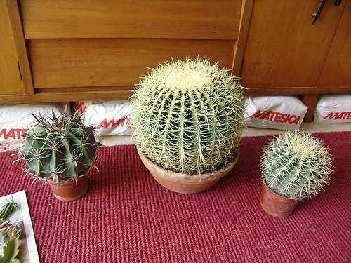 420116303_b7a5c38818.jpg