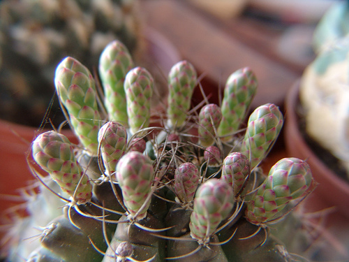 420116317_19b42edb8f.jpg