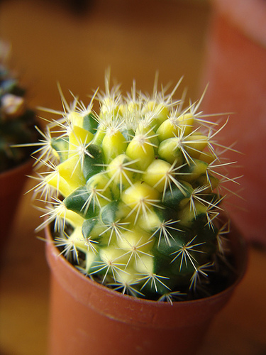 420122165_4a5292a06a.jpg