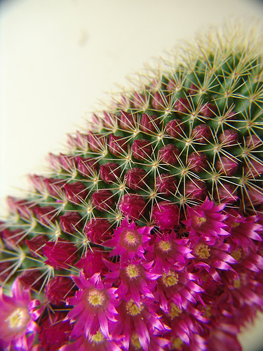 420122168_8a5fd8d60a.jpg