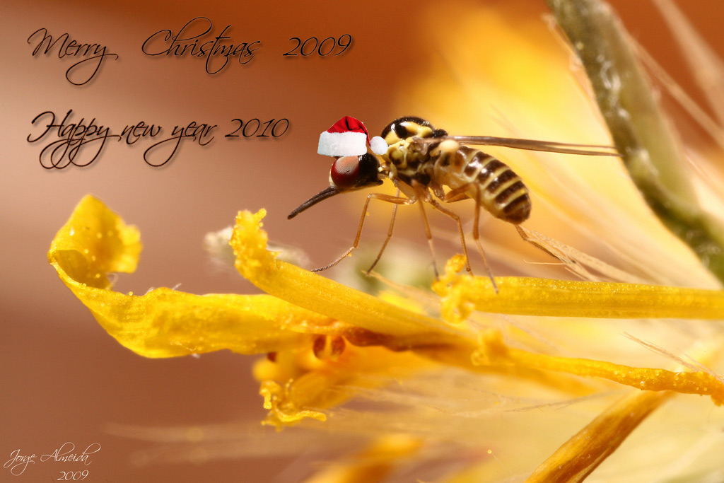 4210056056_2601eaeffa_o.jpg