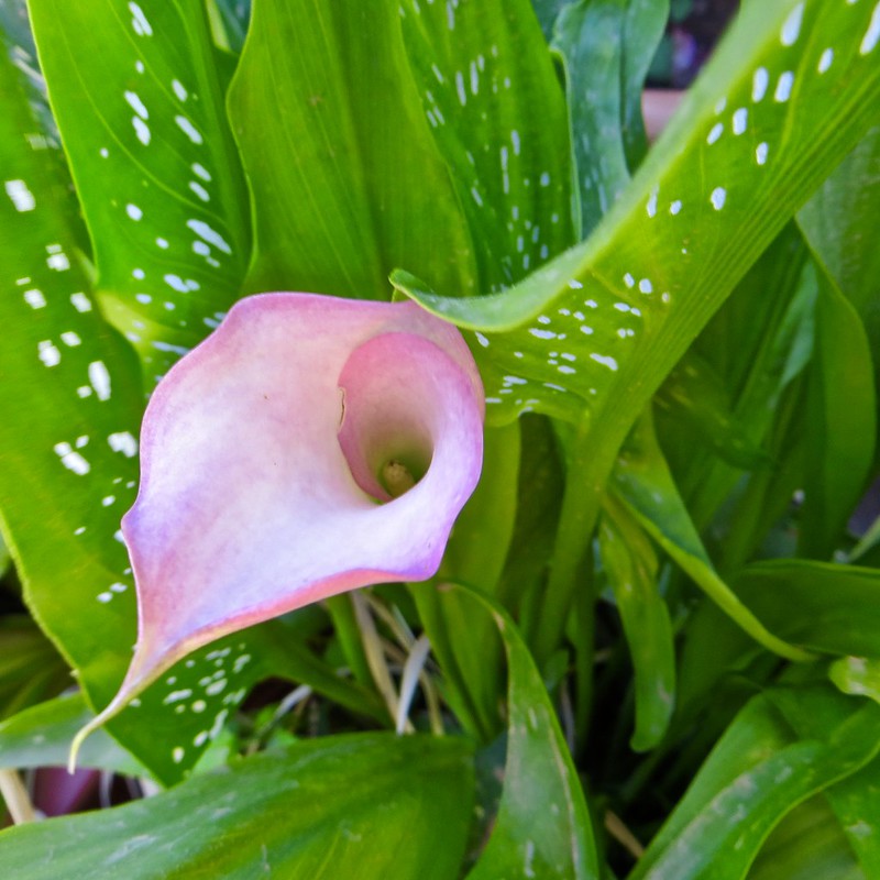 42221354845_0d8e94bb6c_c.jpg