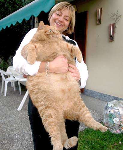 42763d1344117759-garfield-a3.jpg