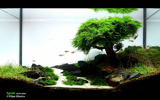 42827d1286220554-aquascaping-3-years-aquascaping-faao-16.jpg