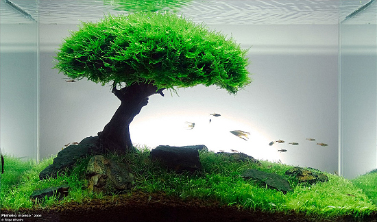 42837d1286221064-aquascaping-pinheiro-manso-faao-1.jpg