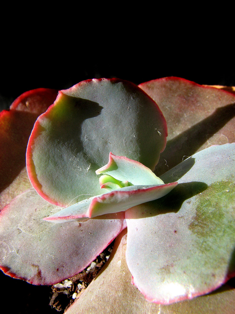 4287695946_98d1ac74b3_b.jpg