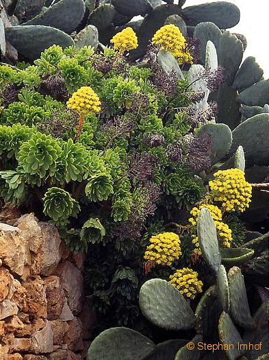 42a11_aeonium_arboreum.jpg
