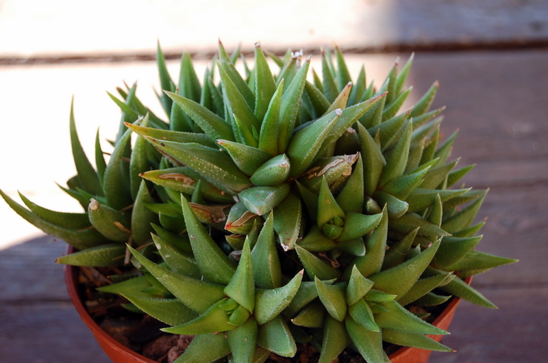4311336267_0038306338_o.jpg