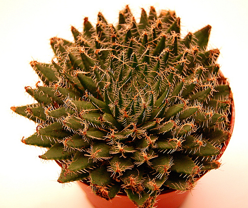 4330709008_001ce746e4.jpg