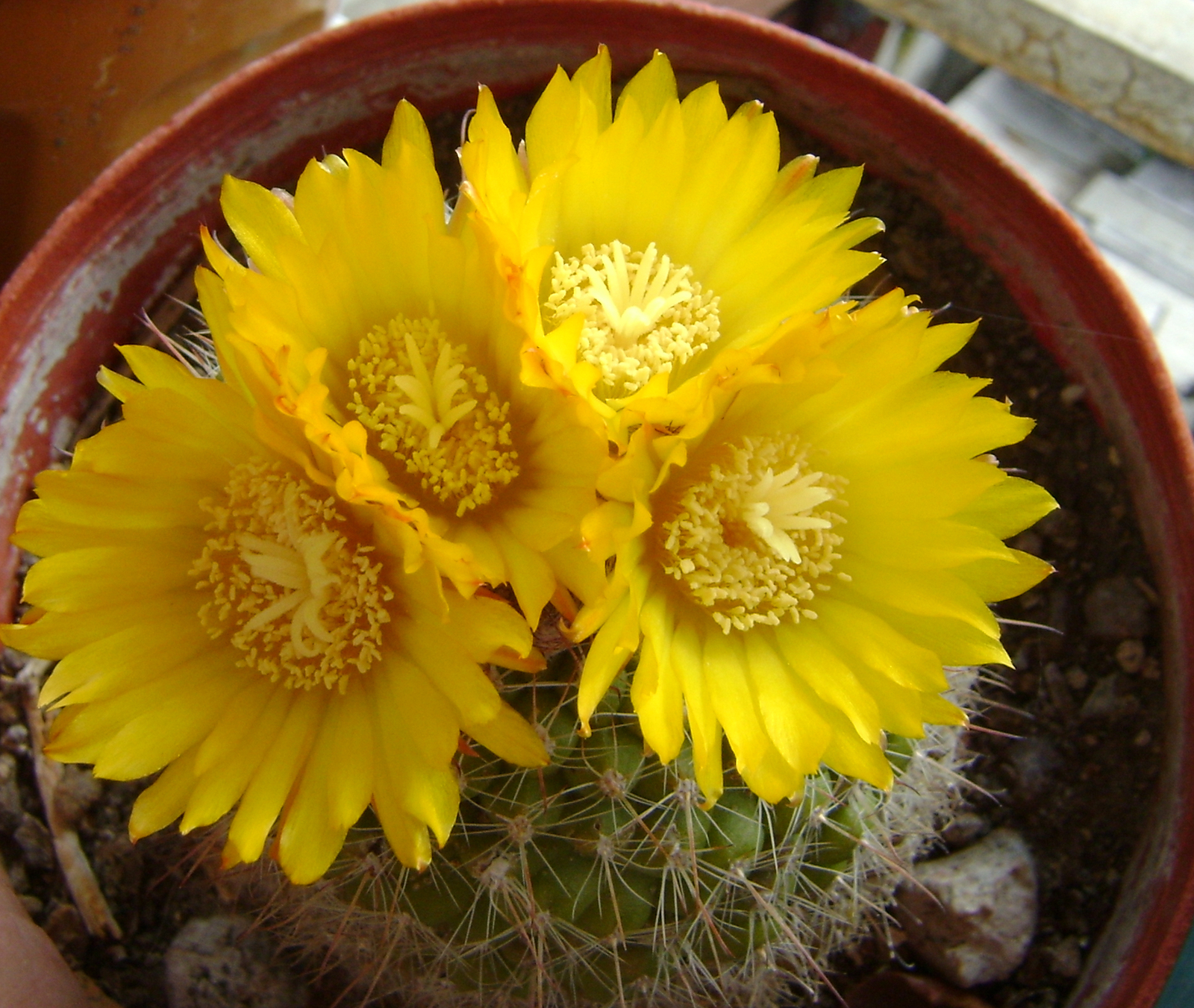 43390766650_df258e9ffe_o.jpg