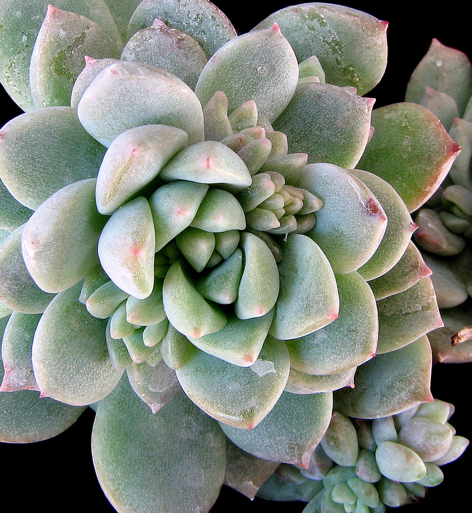 4343288282_3e9eae8db4_b.jpg