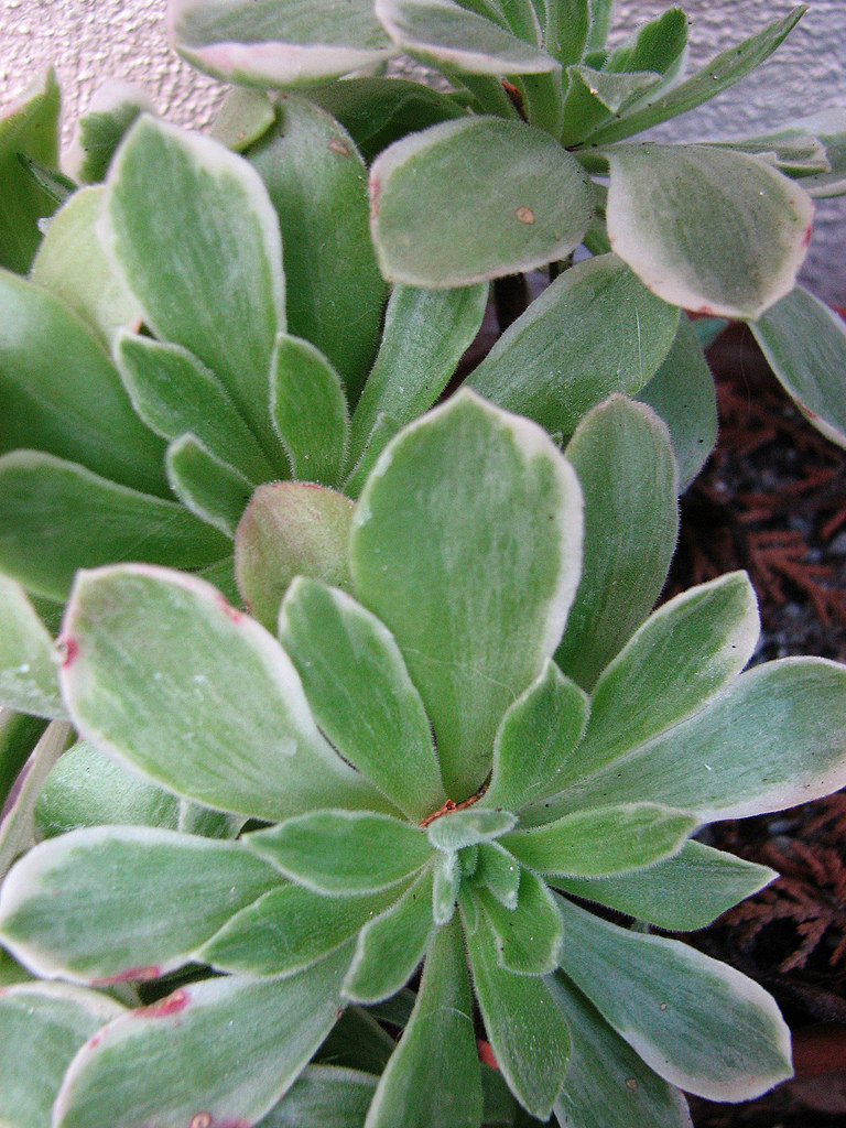 4343707795_d5bfdf71b6_b.jpg