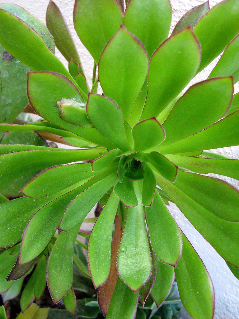 4343934630_4a4094319d_b.jpg