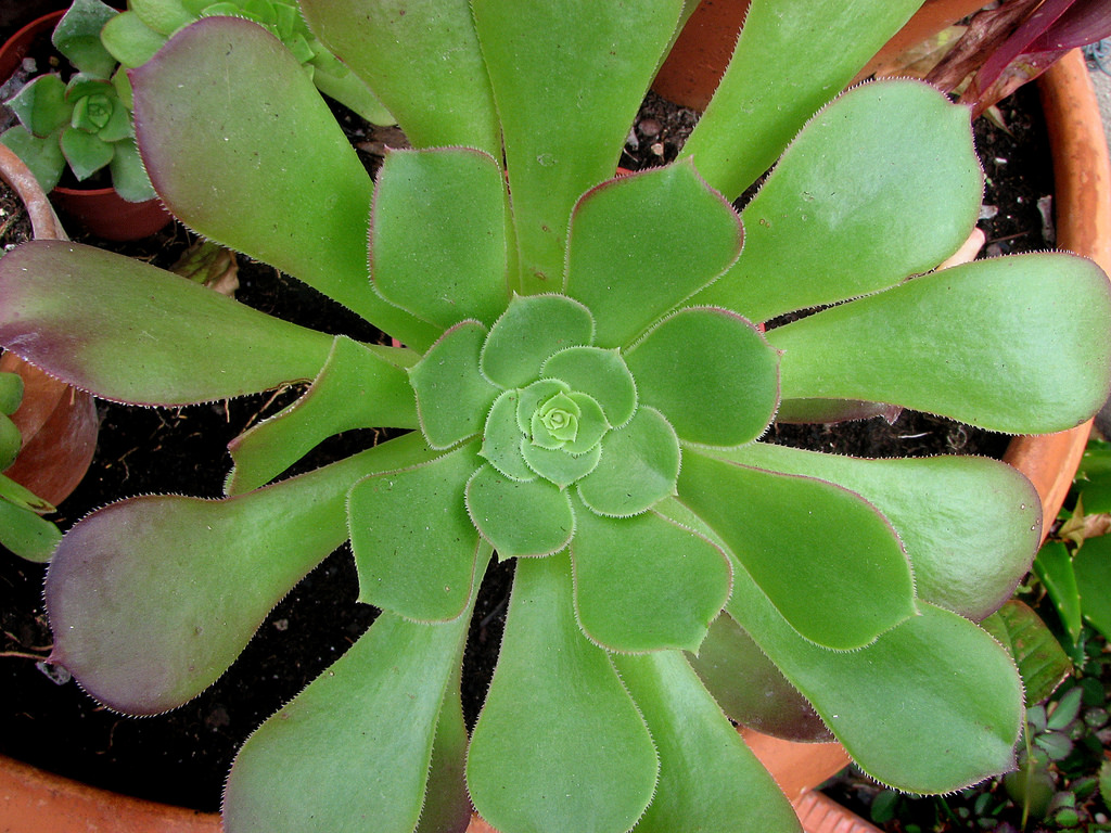 4350246205_055f50f682_b.jpg
