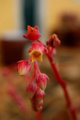 4375635737_6270ee5408.jpg