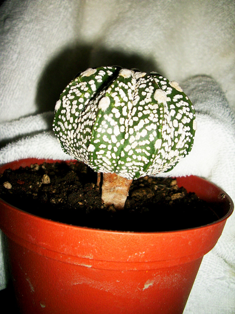 4388523329_648ceed2ba_b.jpg