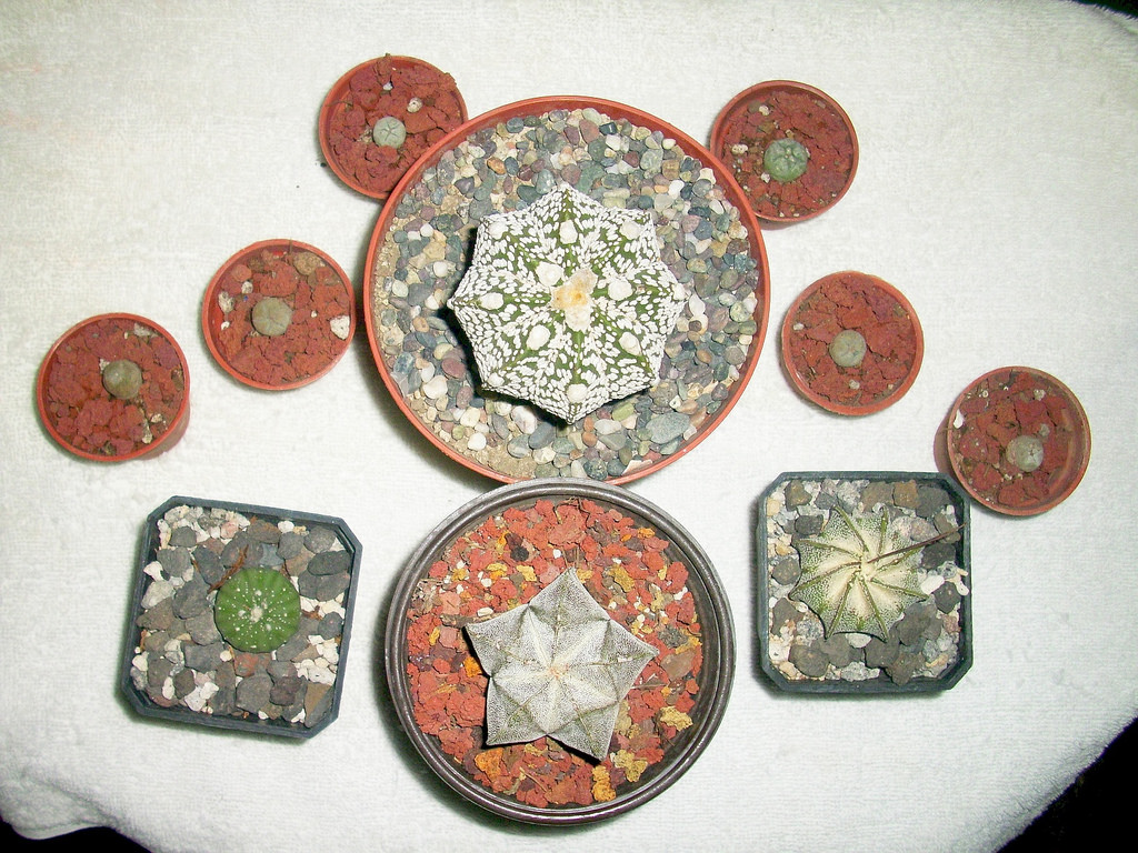 4404800069_0b1fa55cfb_b.jpg