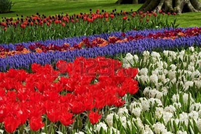 4420181-flores-de-primavera-en-los-jardines-de-keukenhof-paises-bajos.jpg