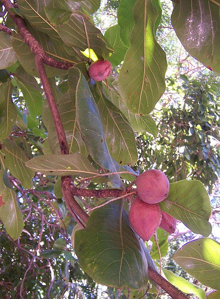 442px-Terminalia_catappa_fruits.JPG