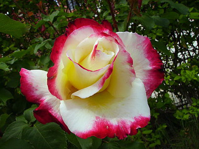 444257c2.jpg