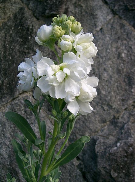 445px-Matthiola_incana9.jpg