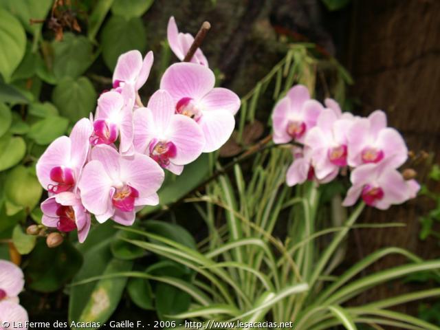 446-orquidea-rosada.jpg