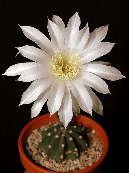 447px-Echinopsis_subdenudata203.jpg