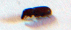4493316273_cb47e4662a_m.jpg