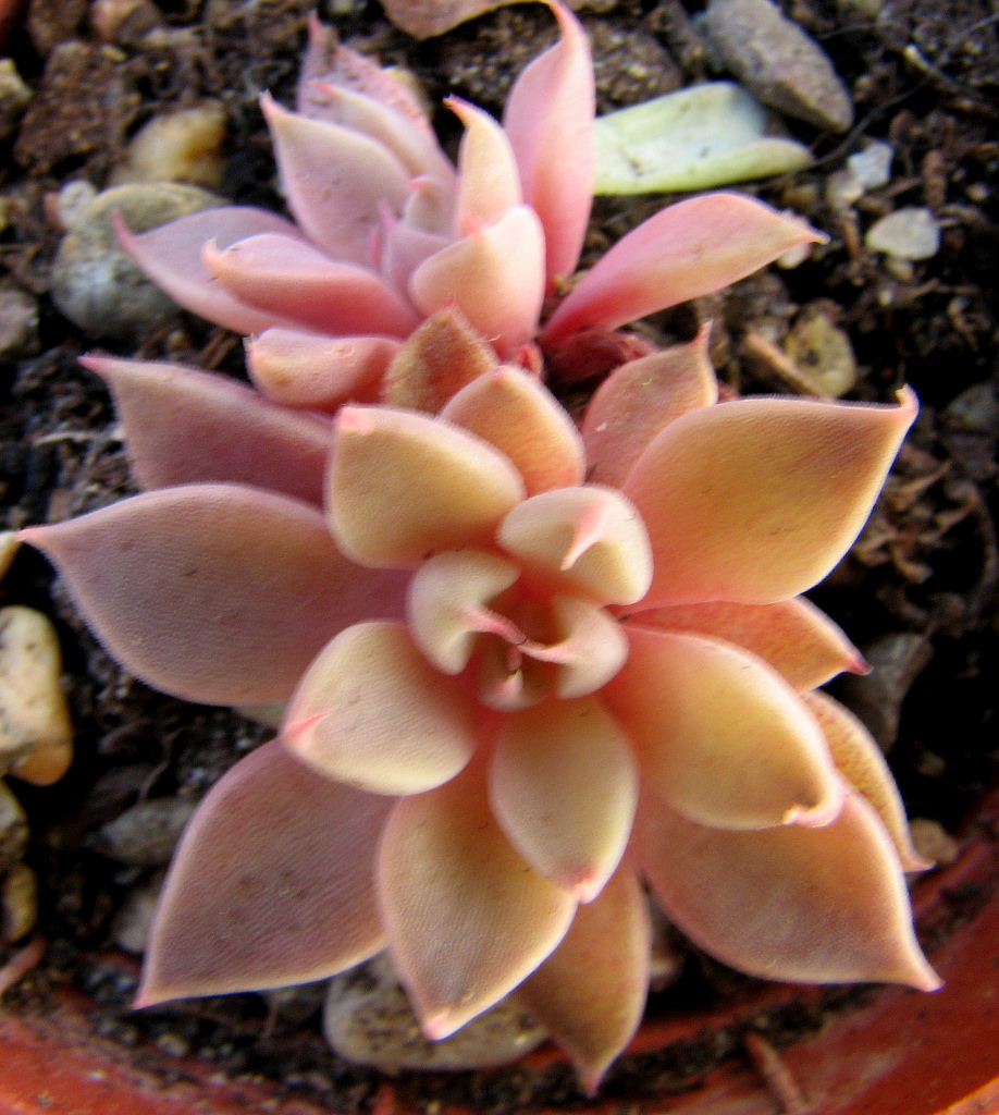 4500996980_4d8c86c94a_b.jpg