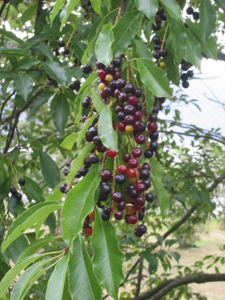 450px-Amerikaanse_vogelkers_bessen_Prunus_serotina.jpg