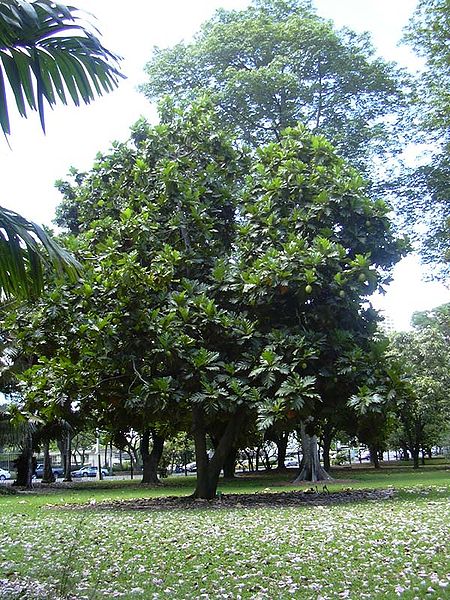 450px-Breadfruit_Tree.jpg