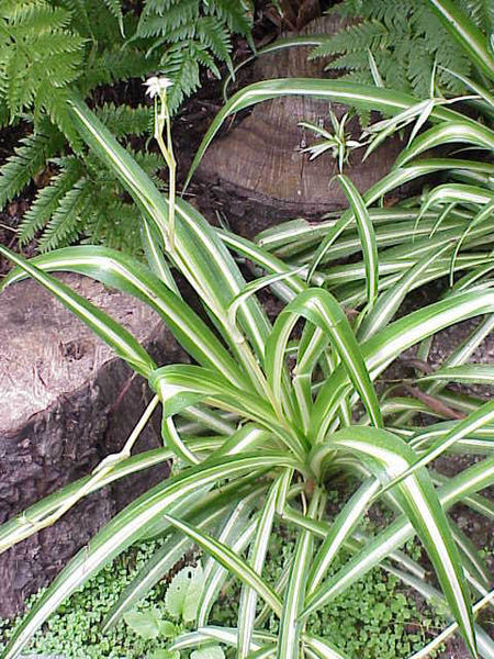 450px-Chlorophytum_comosum0.jpg