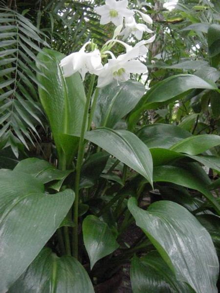 450px-Eucharis_amazonica1MTFL.jpg