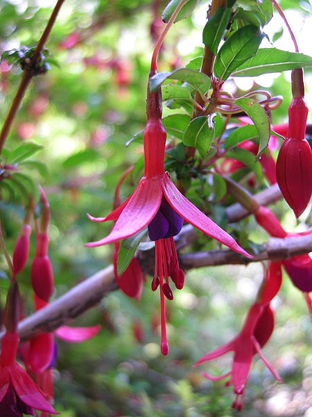450px-Fuchsia_magellanica_-_flower_-_01.JPG