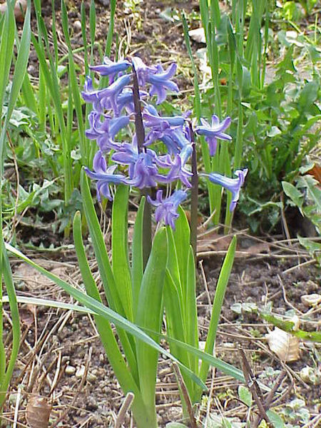 450px-Hyacinthus_orientalis0.jpg