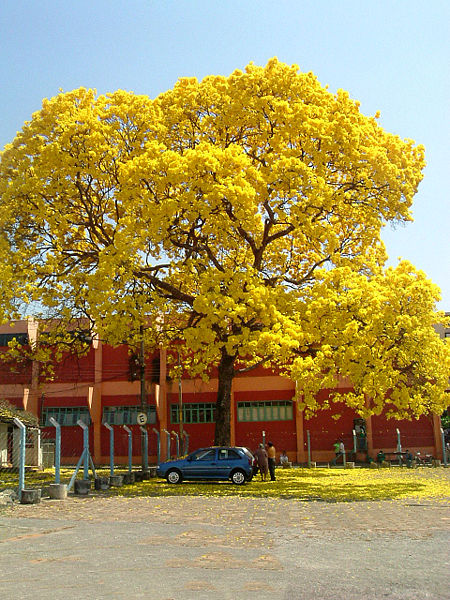 450px-Ip%C3%AA_amarelo_Tabebuia_Goi%C3%A2nia.jpg