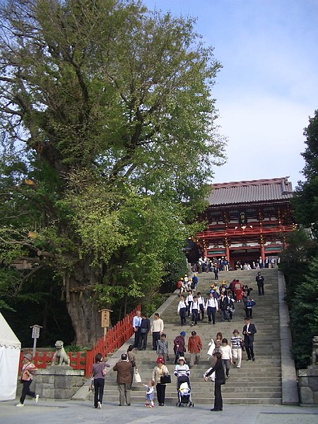 450px-Large_ginkgo_in_Tsurugaoka-hachimangu_Shrine.jpg
