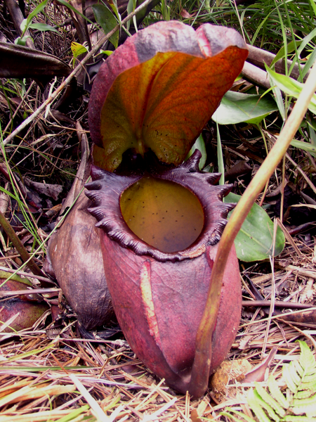 450px-Nepenthes_rajah.png