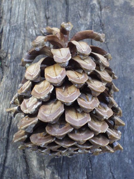 450px-Pinus_canariensis.jpg