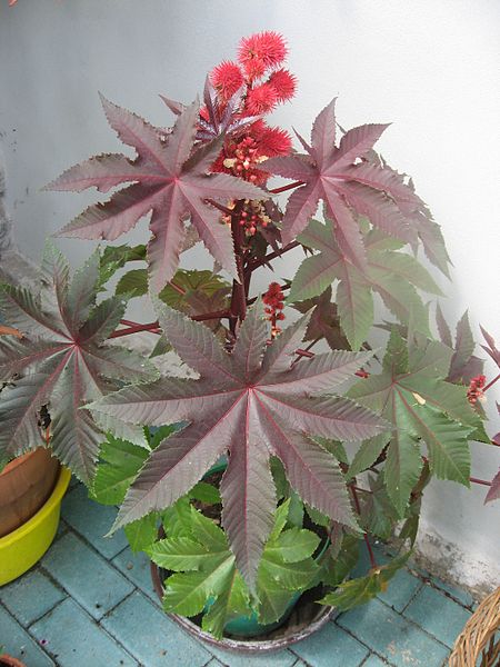 450px-Ricinus_communis.JPG