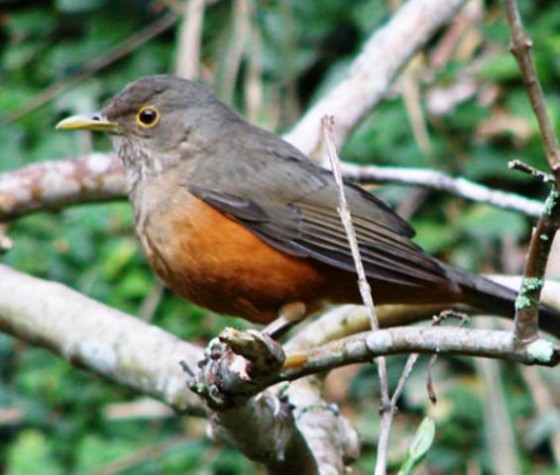 450px-Sabi%C3%A1_laranjeira-560x475.jpg