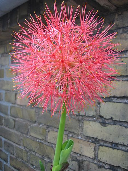 450px-Scadoxus-multiflorus-ssp.-katharinae-1.jpg