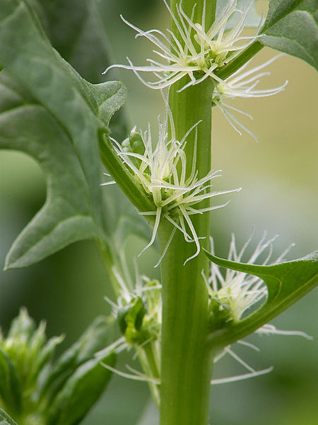 450px-Spinacia_oleracea_female_flowers%2C_spinazie_vrouwelijke_bloemen.jpg