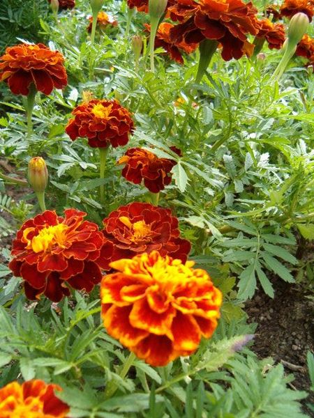 450px-Tagetes_patula_nana_Hybr_Carmen_BotGardBln0906.JPG