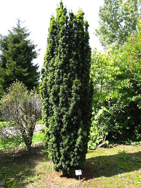 450px-Taxus_baccata_%27fastigiata%27.jpg
