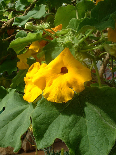 450px-Uncarina_grandidieri01.jpg