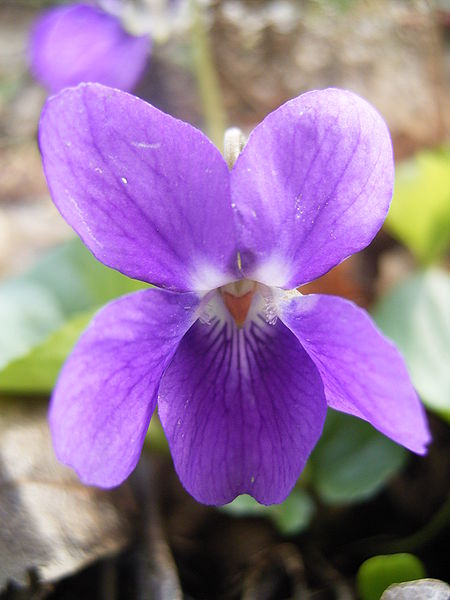 450px-Viola-odorata-closeup.jpg
